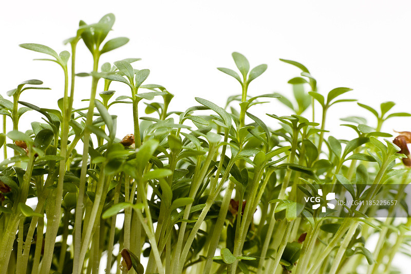 特大号水芹图片素材