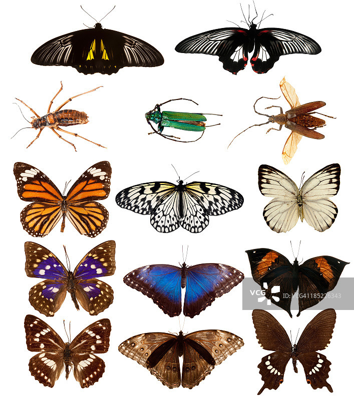 蝴蝶与甲虫图片素材