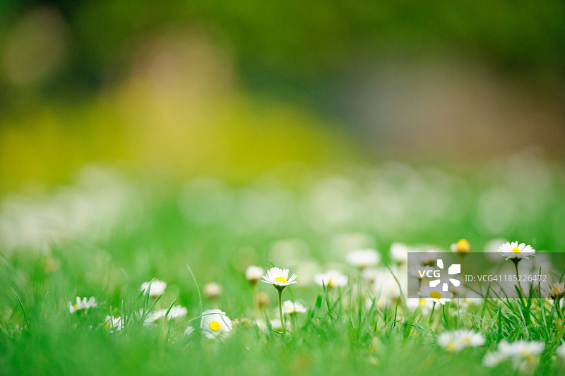 春天的雏菊图片素材