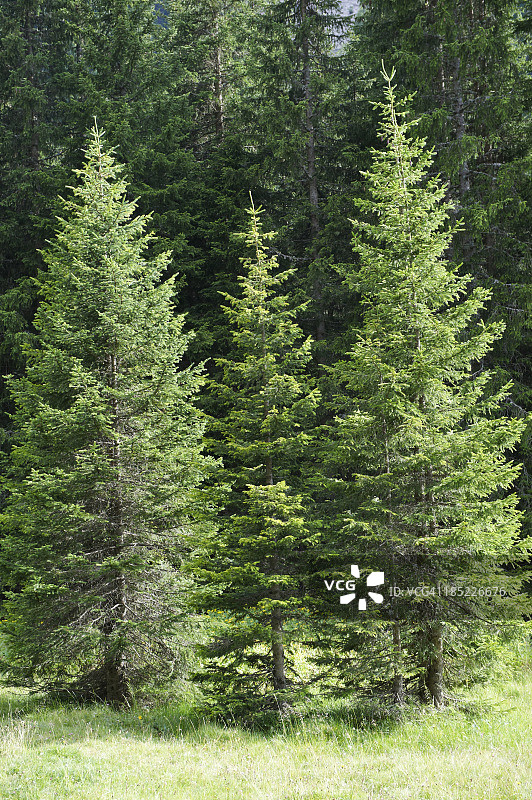 银冷杉森林图片素材