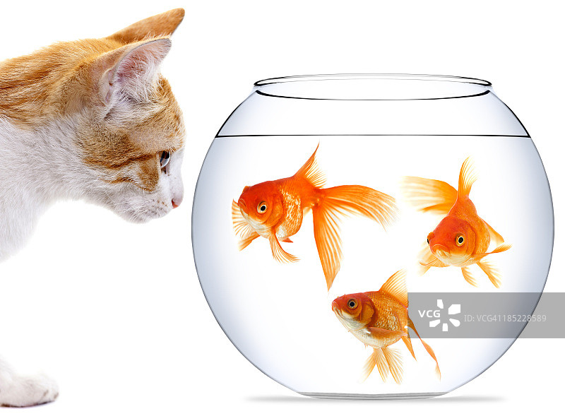 小猫盯着鱼缸里的三条金鱼图片素材