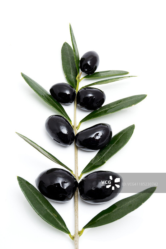 树形黑橄榄与枝叶图片素材