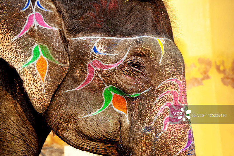 印度的大象图片素材