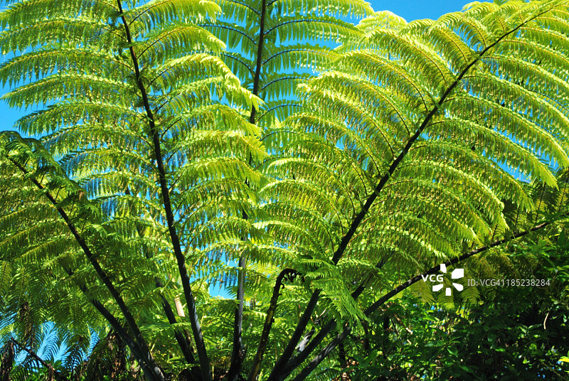 新西兰桫椤蕨图片素材