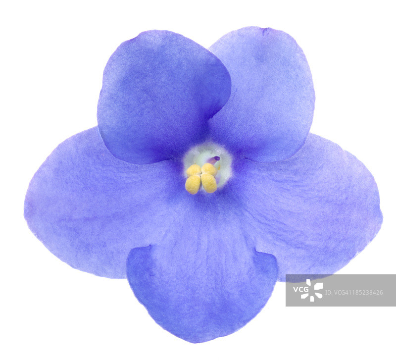 圣保罗花图片素材