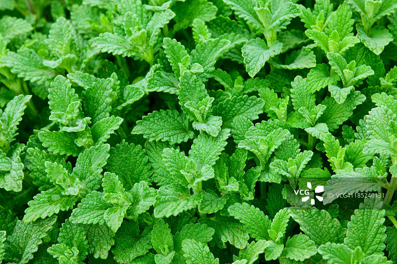 薄荷图片素材