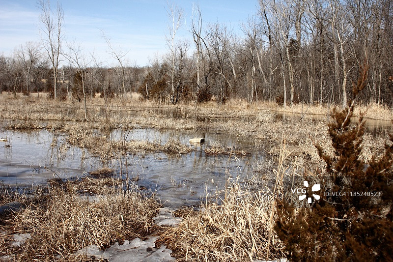 沼泽森林枫树冰水早春图片素材