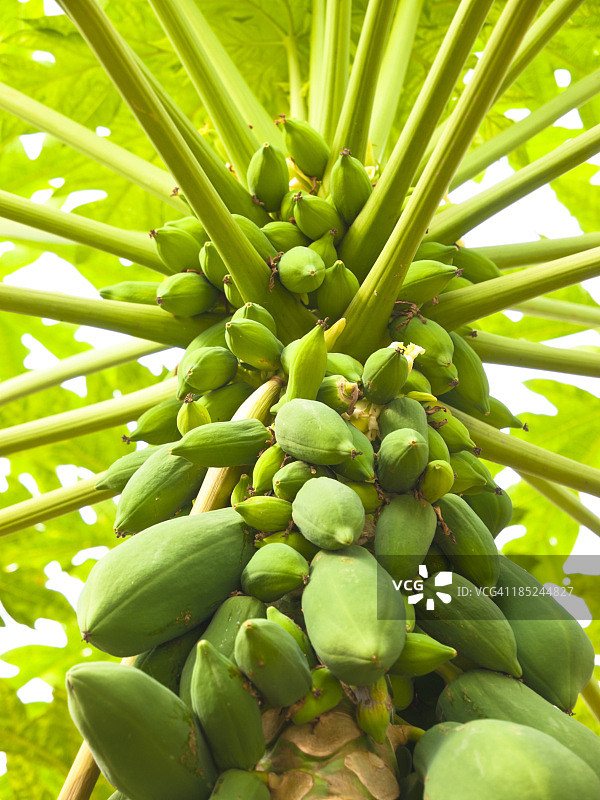 木瓜树图片素材