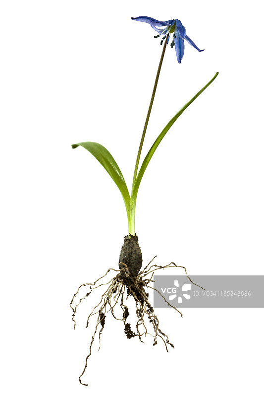 斯库拉图片素材