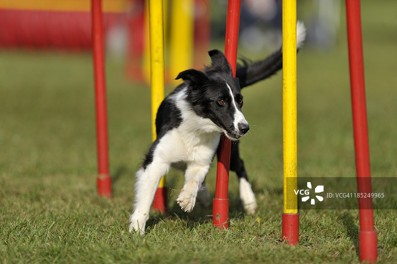 边境牧羊犬图片素材