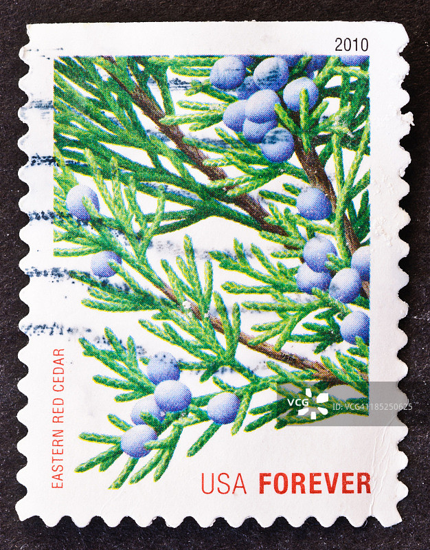 东部红雪松图片素材