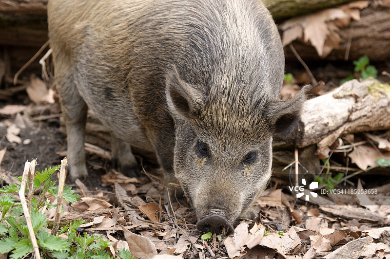 自由放养的野猪图片素材