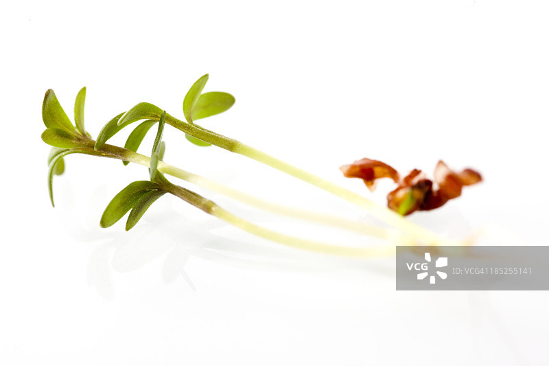 球花水芹超大微距图片素材