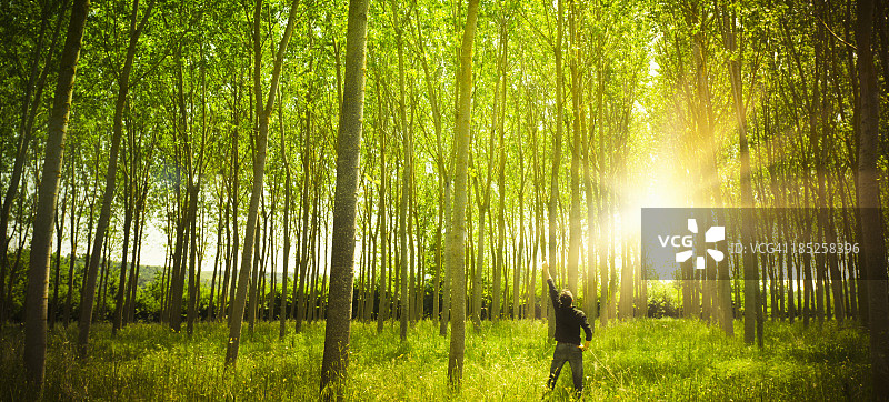绿色春季森林中的阳光图片素材
