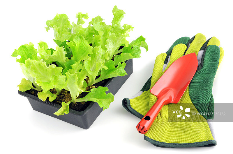 花园手套和泥铲旁边的Lollo Bionda生菜苗图片素材