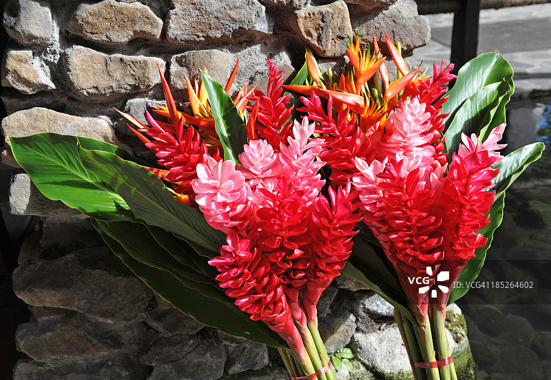 异域热带花卉图片素材
