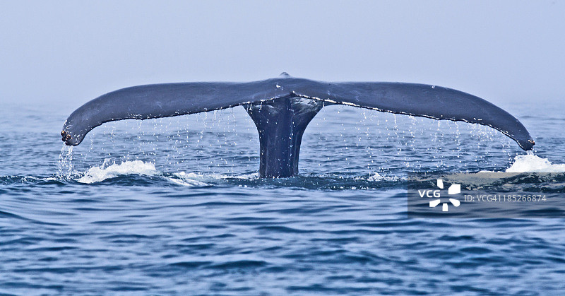 座头鲸尾叶图片素材