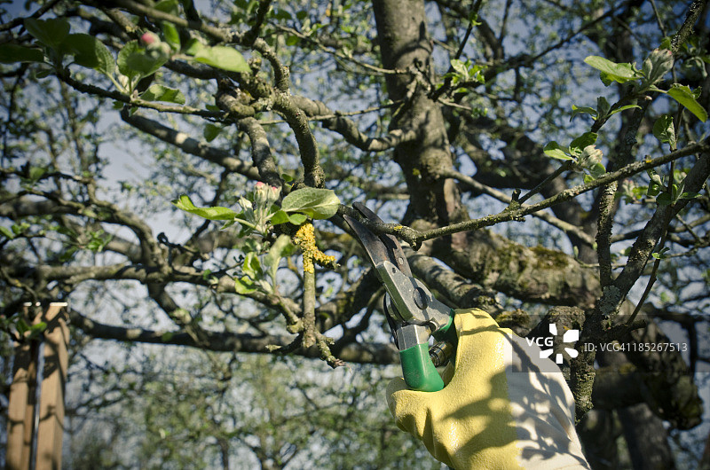 树木修剪图片素材