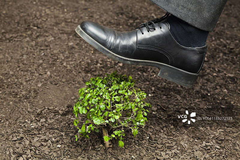 压碎小树图片素材