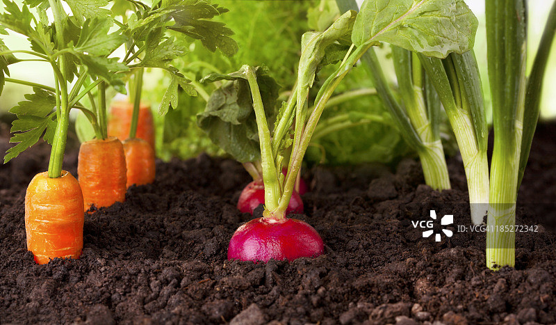 蔬菜园图片素材