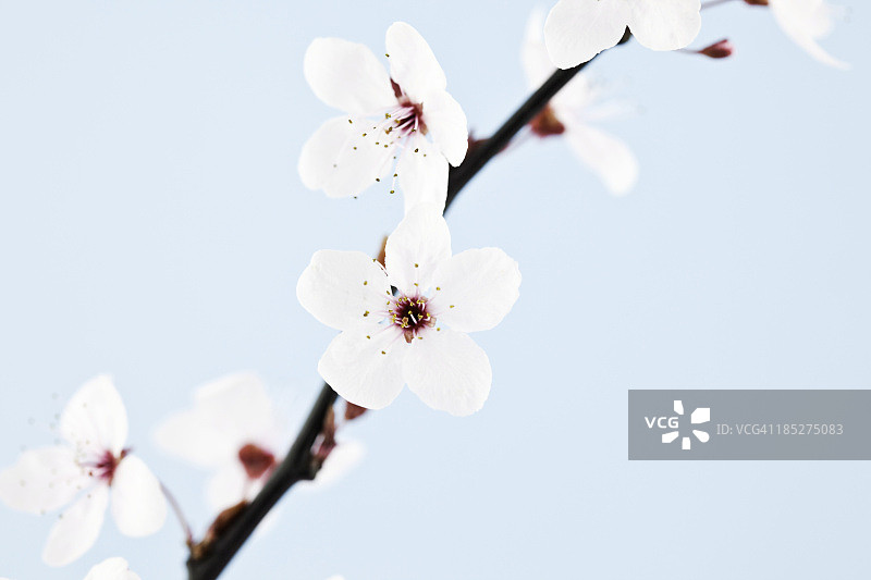 单枝樱花图片素材