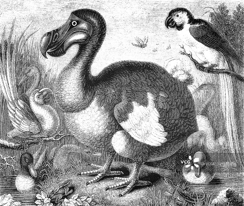 黑白渡渡鸟插画图片素材