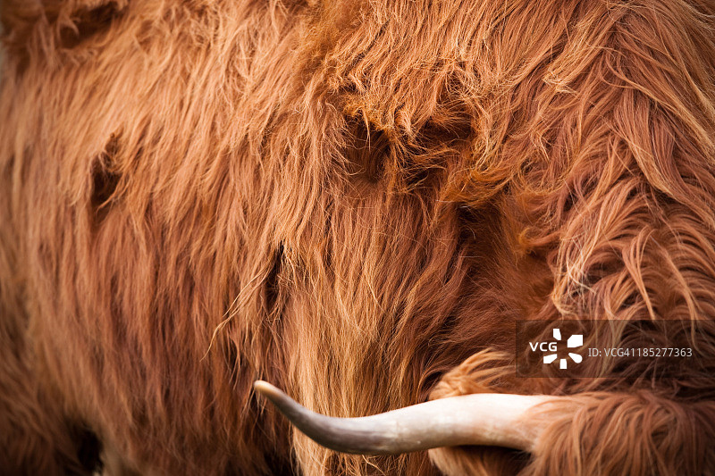 高地牛图片素材