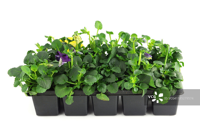 盆栽三色堇幼苗图片素材