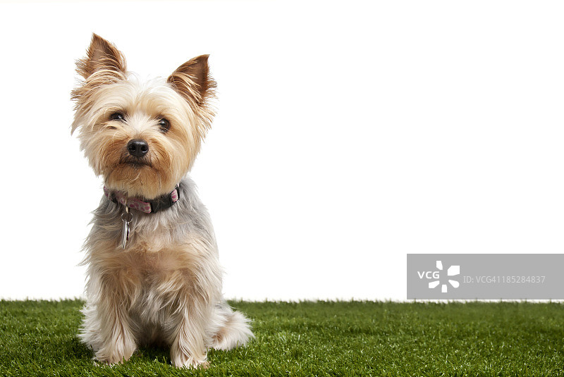 丝滑梗犬图片素材