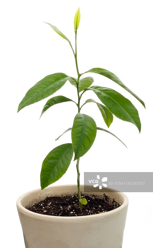 柠檬树图片素材