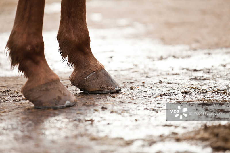 马蹄图片素材