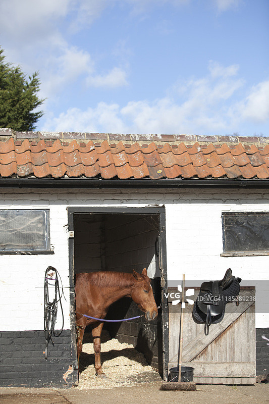 马厩里的马图片素材
