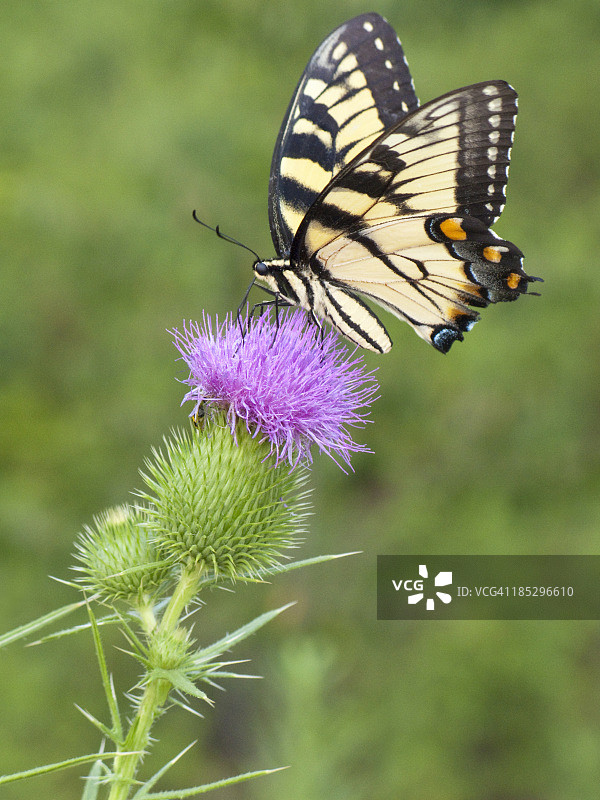 停留在紫色蓟花上的黄色燕尾蝶图片素材