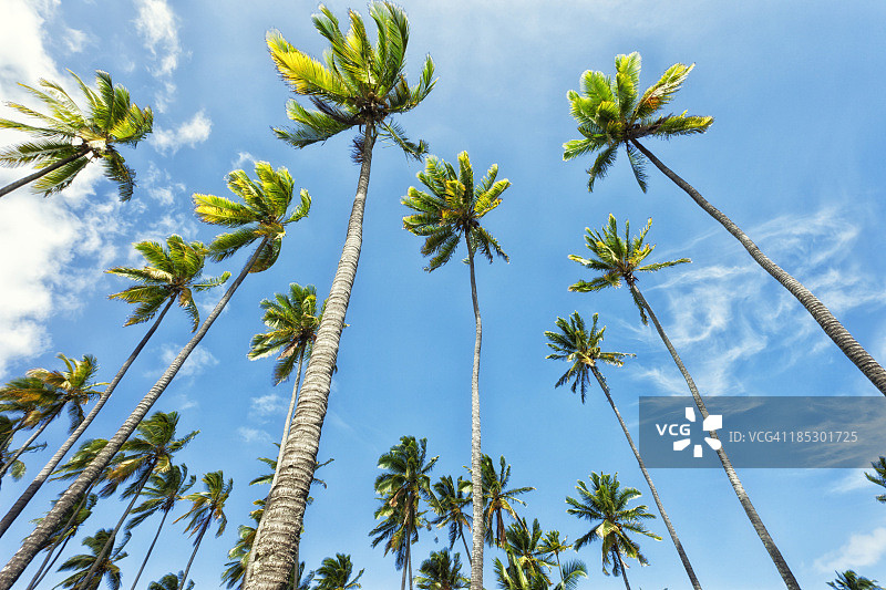 夏威夷椰子树图片素材