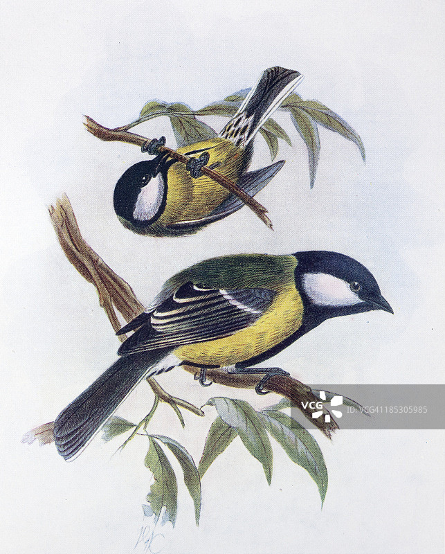 大山雀插画图片素材