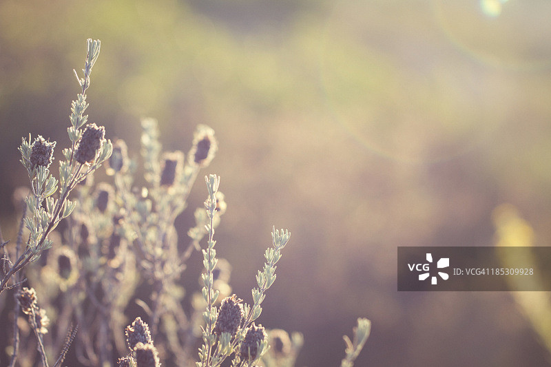 普通百里香图片素材