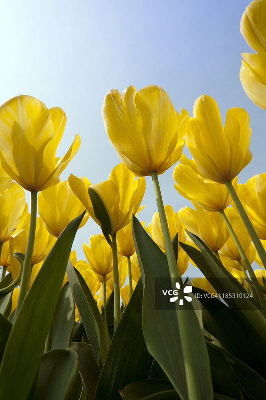 仰视黄色郁金香图片素材