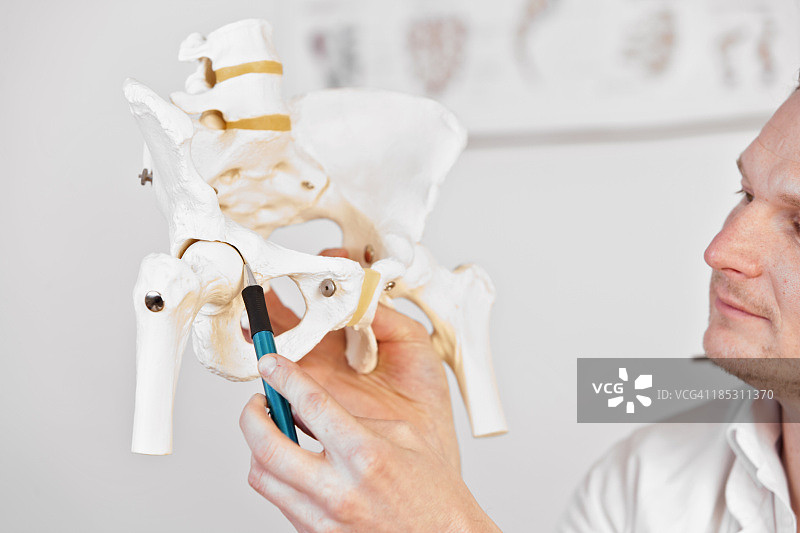 髋关节图片素材