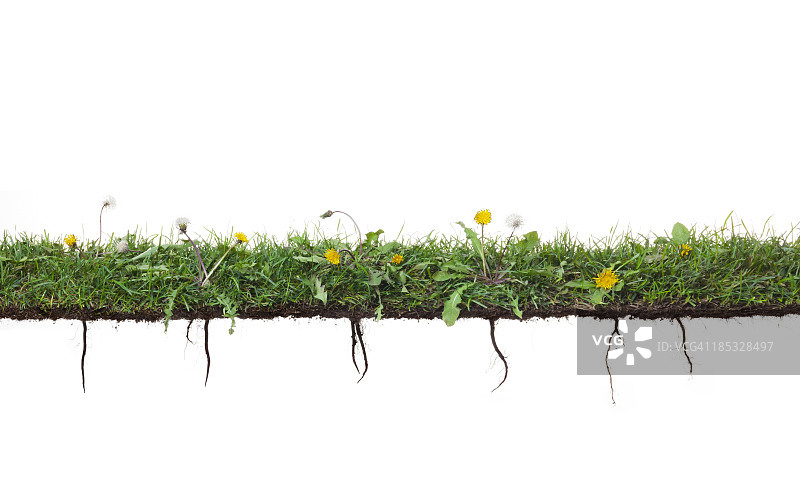 生长在草地上的蒲公英图片素材