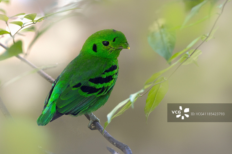 绿阔嘴鸟图片素材