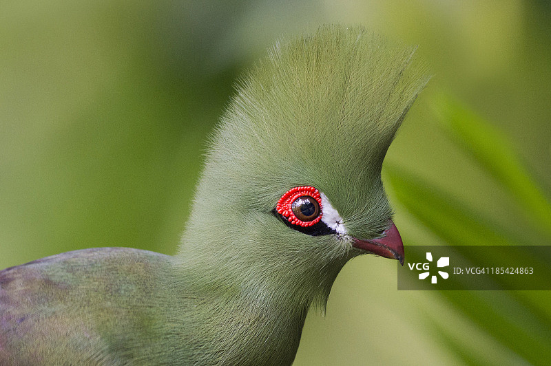 几内亚蕉鹃图片素材