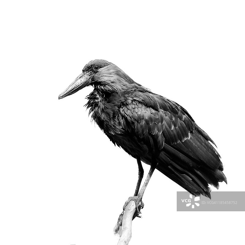 锤头鹳图片素材