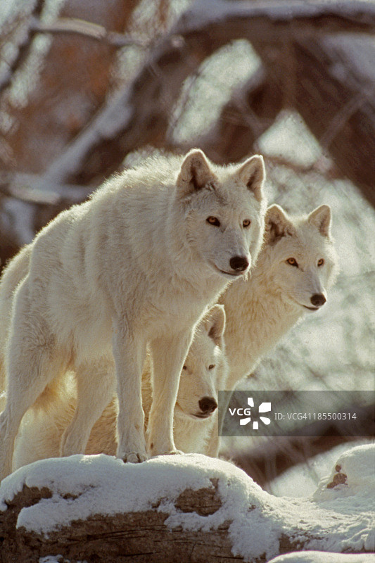 三只北极狼图片素材