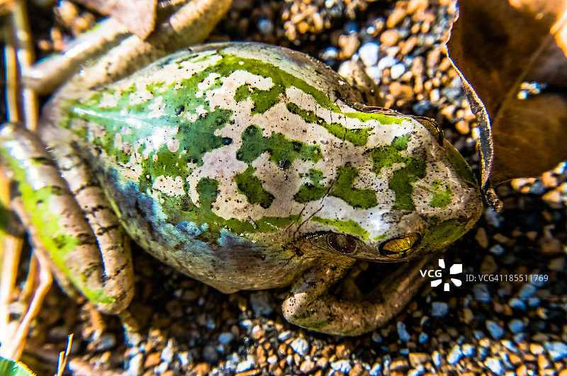 在鹅卵石上晒太阳的古巴树蛙图片素材