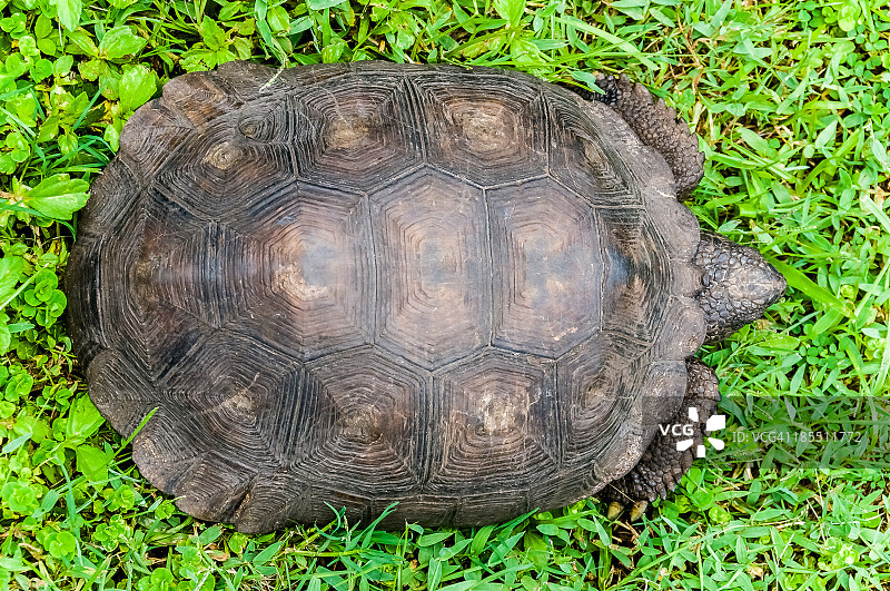 草丛中的大型囊鼠龟图片素材