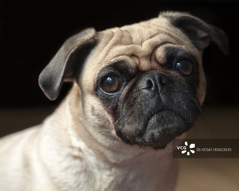 可爱的巴哥犬图片素材