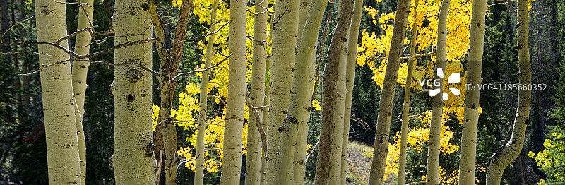 白杨树林全景图片素材