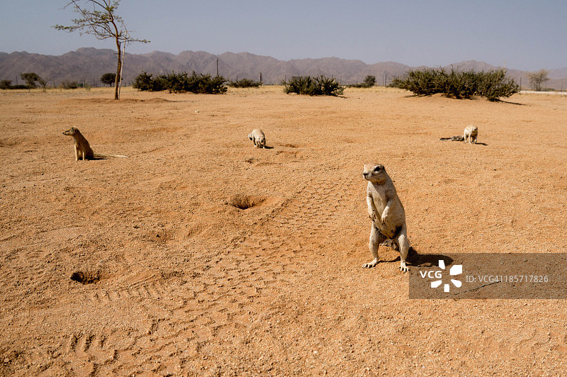 一些地鼠图片素材
