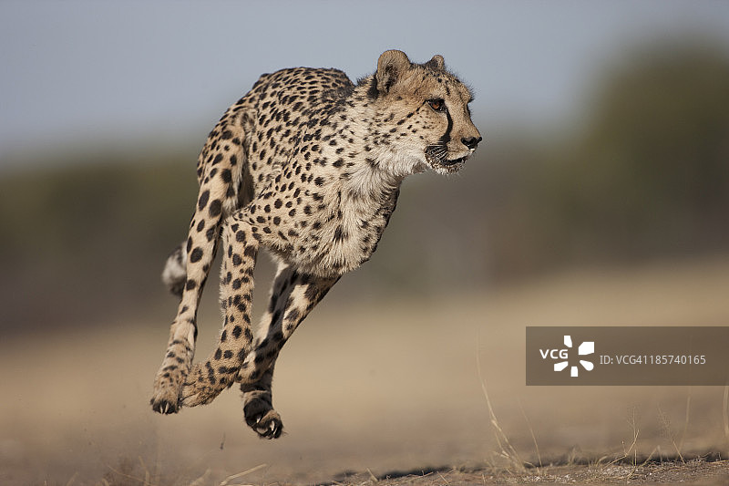 猎豹在稀树草原上奔跑图片素材