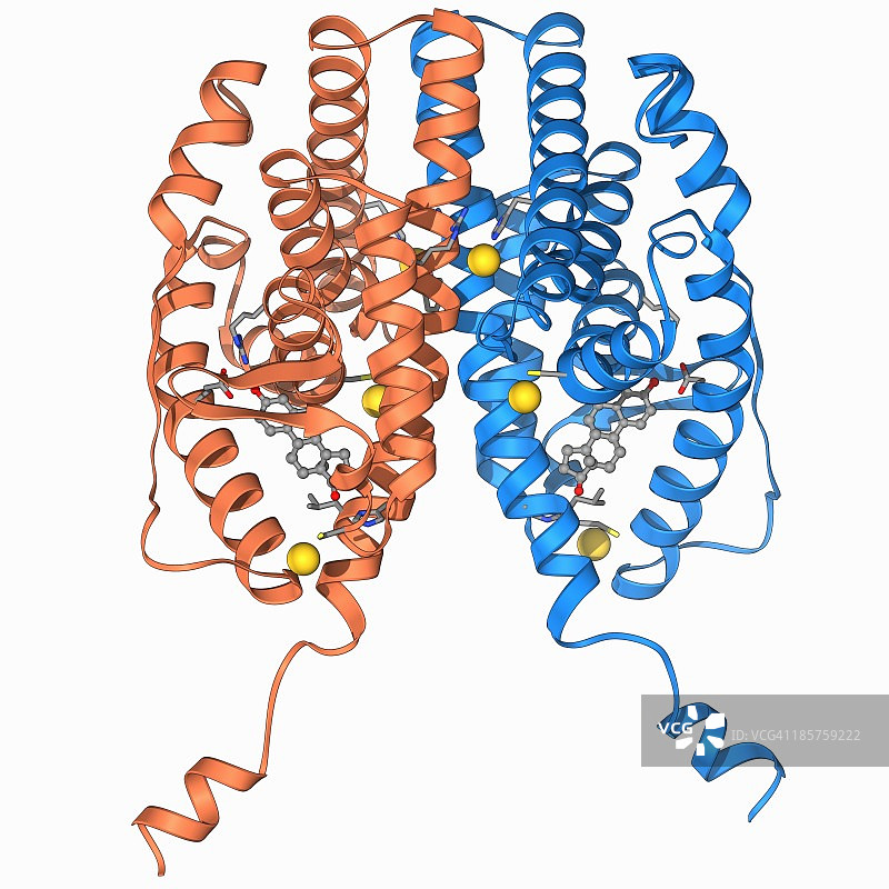 雌激素受体和雌二醇图片素材